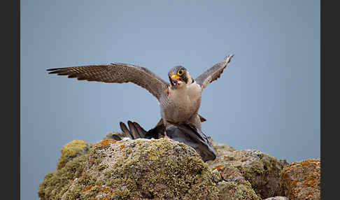 Wüstenfalke (Falco pelegrinoides)