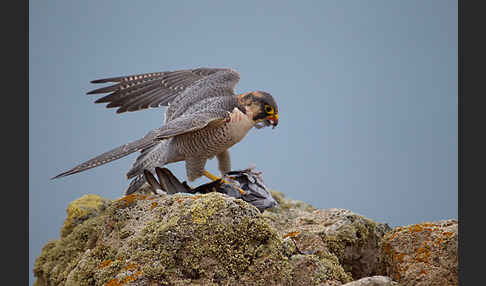 Wüstenfalke (Falco pelegrinoides)