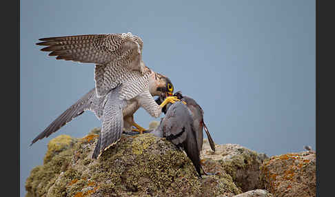 Wüstenfalke (Falco pelegrinoides)