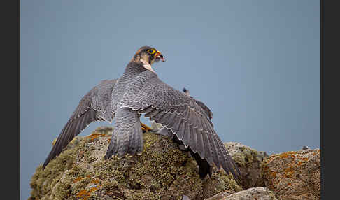 Wüstenfalke (Falco pelegrinoides)