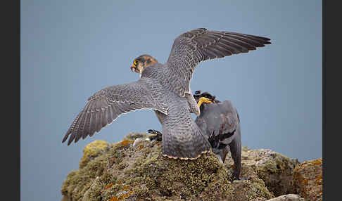 Wüstenfalke (Falco pelegrinoides)