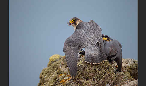 Wüstenfalke (Falco pelegrinoides)