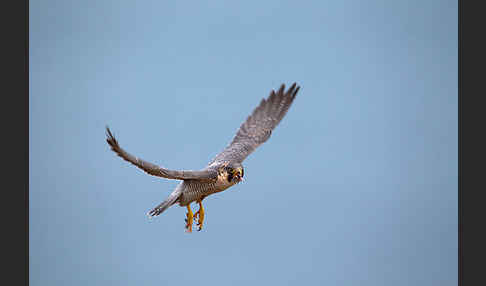 Wüstenfalke (Falco pelegrinoides)