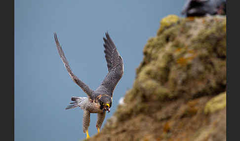 Wüstenfalke (Falco pelegrinoides)