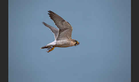 Wüstenfalke (Falco pelegrinoides)