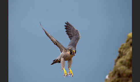 Wüstenfalke (Falco pelegrinoides)