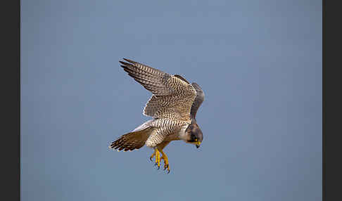 Wüstenfalke (Falco pelegrinoides)