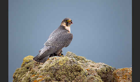 Wüstenfalke (Falco pelegrinoides)