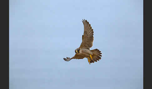 Wüstenfalke (Falco pelegrinoides)