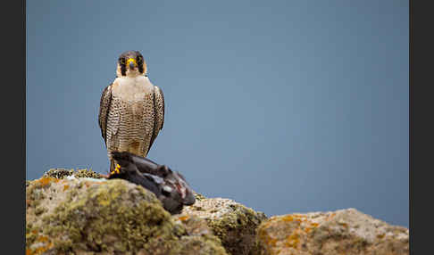 Wüstenfalke (Falco pelegrinoides)