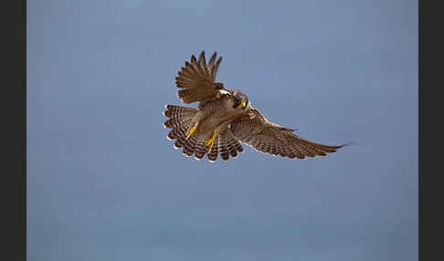 Wüstenfalke (Falco pelegrinoides)