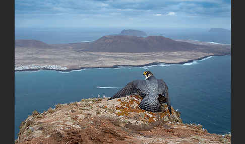 Wüstenfalke (Falco pelegrinoides)