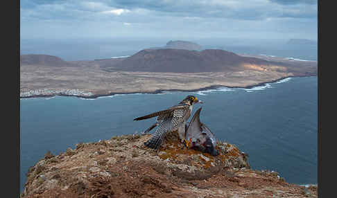 Wüstenfalke (Falco pelegrinoides)