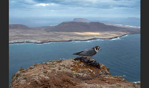 Wüstenfalke (Falco pelegrinoides)