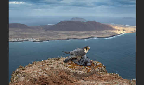 Wüstenfalke (Falco pelegrinoides)