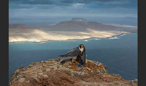 Wüstenfalke (Falco pelegrinoides)