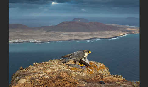 Wüstenfalke (Falco pelegrinoides)