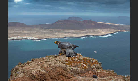 Wüstenfalke (Falco pelegrinoides)