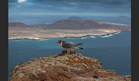 Wüstenfalke (Falco pelegrinoides)