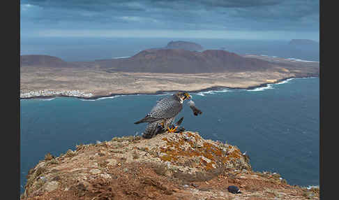 Wüstenfalke (Falco pelegrinoides)