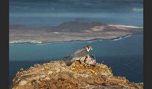 Wüstenfalke (Falco pelegrinoides)