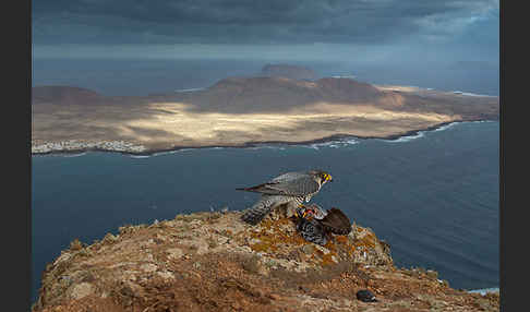 Wüstenfalke (Falco pelegrinoides)