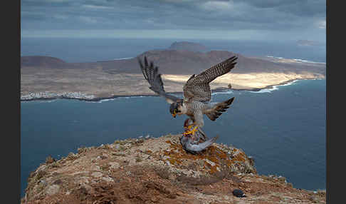 Wüstenfalke (Falco pelegrinoides)