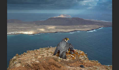 Wüstenfalke (Falco pelegrinoides)