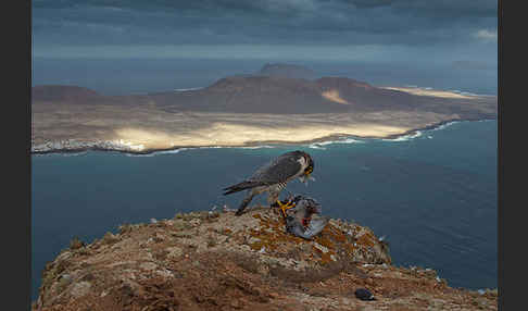 Wüstenfalke (Falco pelegrinoides)