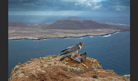 Wüstenfalke (Falco pelegrinoides)