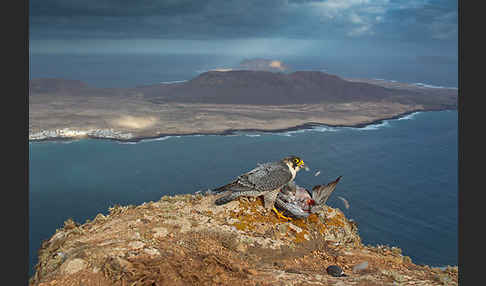 Wüstenfalke (Falco pelegrinoides)