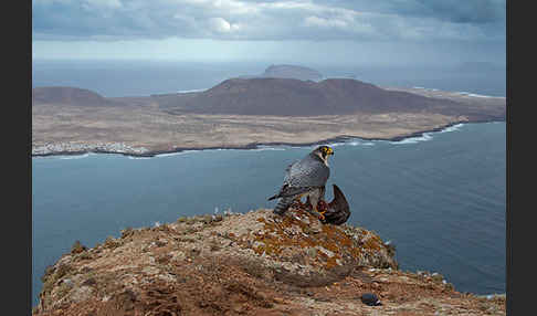 Wüstenfalke (Falco pelegrinoides)