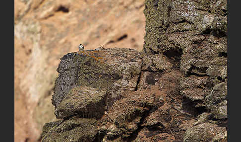 Wüstenfalke (Falco pelegrinoides)