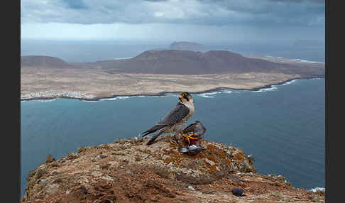 Wüstenfalke (Falco pelegrinoides)