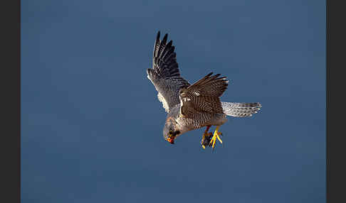 Wüstenfalke (Falco pelegrinoides)