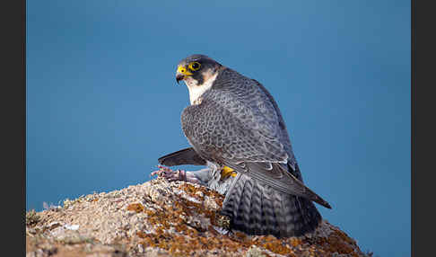 Wüstenfalke (Falco pelegrinoides)