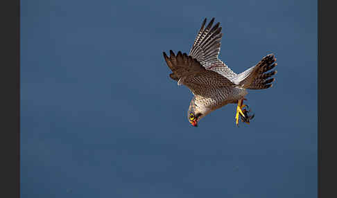 Wüstenfalke (Falco pelegrinoides)