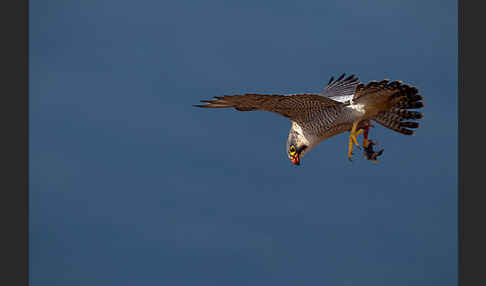 Wüstenfalke (Falco pelegrinoides)