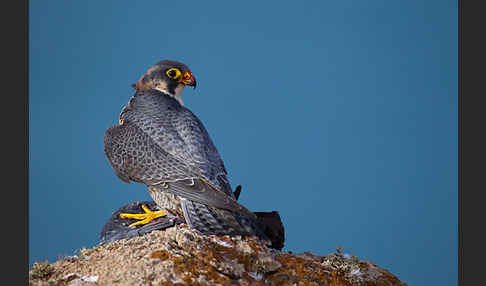 Wüstenfalke (Falco pelegrinoides)