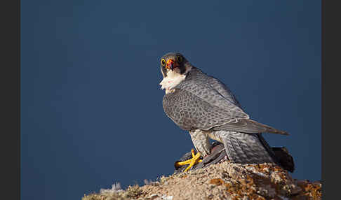 Wüstenfalke (Falco pelegrinoides)