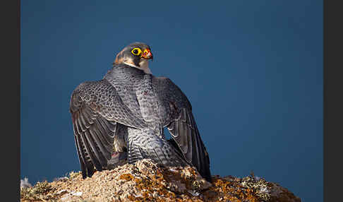 Wüstenfalke (Falco pelegrinoides)