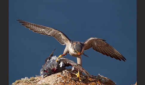 Wüstenfalke (Falco pelegrinoides)