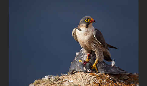 Wüstenfalke (Falco pelegrinoides)