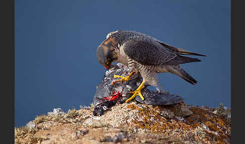 Wüstenfalke (Falco pelegrinoides)