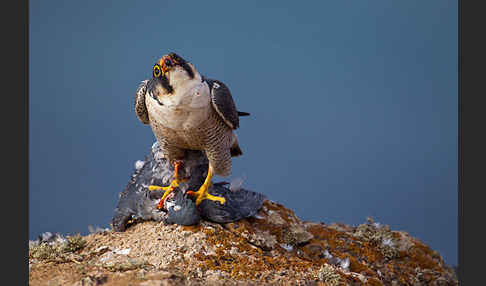 Wüstenfalke (Falco pelegrinoides)