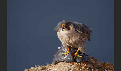 Wüstenfalke (Falco pelegrinoides)