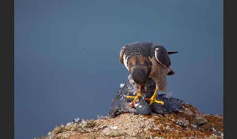 Wüstenfalke (Falco pelegrinoides)