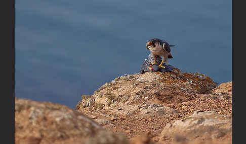 Wüstenfalke (Falco pelegrinoides)