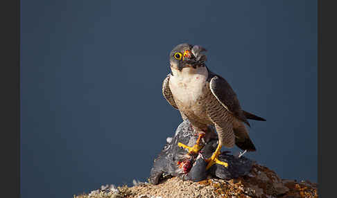 Wüstenfalke (Falco pelegrinoides)