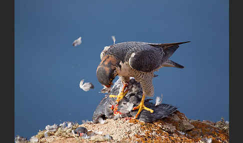 Wüstenfalke (Falco pelegrinoides)